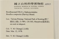 布氏藻藏品圖，第2張