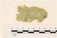 布氏藻藏品圖，第1張