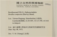 布氏藻藏品圖，第2張