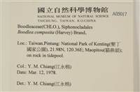 布氏藻藏品圖，第2張