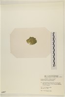 布氏藻藏品圖，第3張