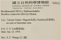 布氏藻藏品圖，第2張