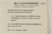 布氏藻藏品圖，第2張