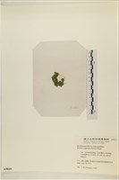 布氏藻藏品圖，第3張