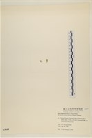 登錄號:A00005045藏品圖，第3張