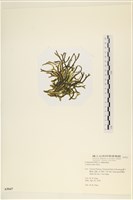 登錄號:A00005047藏品圖，第3張