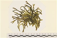 登錄號:A00005047藏品圖，第1張