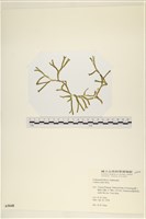 登錄號:A00005048藏品圖，第1張