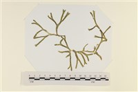 登錄號:A00005048藏品圖，第3張