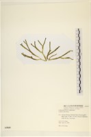 登錄號:A00005049藏品圖，第3張