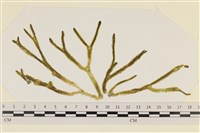 登錄號:A00005049藏品圖，第1張