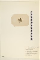 登錄號:A00005050藏品圖，第3張