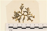 登錄號:A00005051藏品圖，第1張