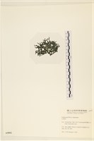 登錄號:A00005052藏品圖，第3張