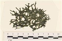 登錄號:A00005052藏品圖，第1張