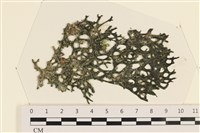 登錄號:A00005053藏品圖，第1張