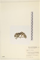 登錄號:A00005055藏品圖，第3張