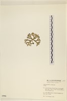 登錄號:A00005056藏品圖，第3張