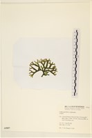 登錄號:A00005057藏品圖，第3張