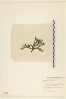 登錄號:A00005058藏品圖，第3張