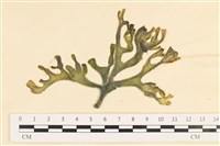 登錄號:A00005058藏品圖，第1張