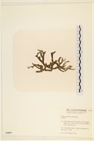 登錄號:A00005059藏品圖，第3張