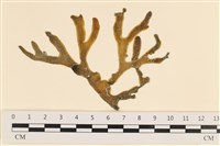 登錄號:A00005061藏品圖，第1張