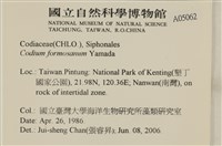 臺灣水松, 臺灣松藻藏品圖，第2張