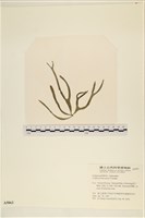 臺灣水松, 臺灣松藻藏品圖，第1張