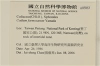 臺灣水松, 臺灣松藻藏品圖，第2張