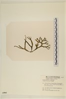 臺灣水松, 臺灣松藻藏品圖，第3張