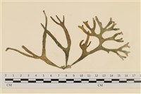 臺灣水松, 臺灣松藻藏品圖，第1張