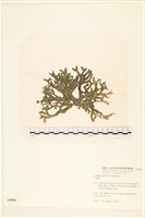 登錄號:A00005064藏品圖，第3張