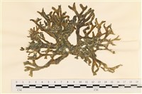 登錄號:A00005064藏品圖，第1張