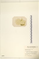 登錄號:A00005070藏品圖，第3張