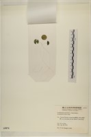 登錄號:A00005074藏品圖，第3張