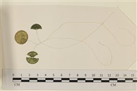 登錄號:A00005074藏品圖，第1張