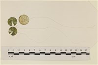 登錄號:A00005076藏品圖，第1張