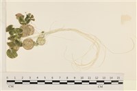 登錄號:A00005077藏品圖，第1張