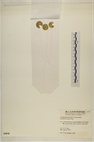 登錄號:A00005078藏品圖，第3張