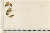 登錄號:A00005079藏品圖，第1張