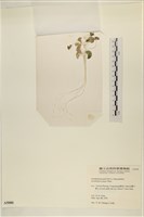 登錄號:A00005080藏品圖，第3張