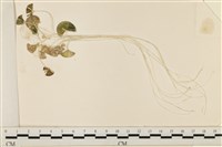 登錄號:A00005080藏品圖，第1張