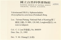 網球藻藏品圖，第2張