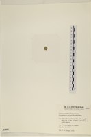 網球藻藏品圖，第3張