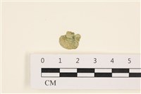 網球藻藏品圖，第1張