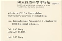 網球藻藏品圖，第2張