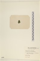 網球藻藏品圖，第3張