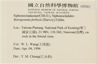 曲玉藻, 香蕉菜, 玉茄藻藏品圖，第2張