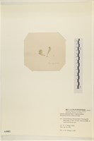 曲玉藻, 香蕉菜, 玉茄藻藏品圖，第3張